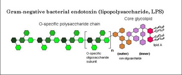 Struttura del lipopolisaccaride (LPS)