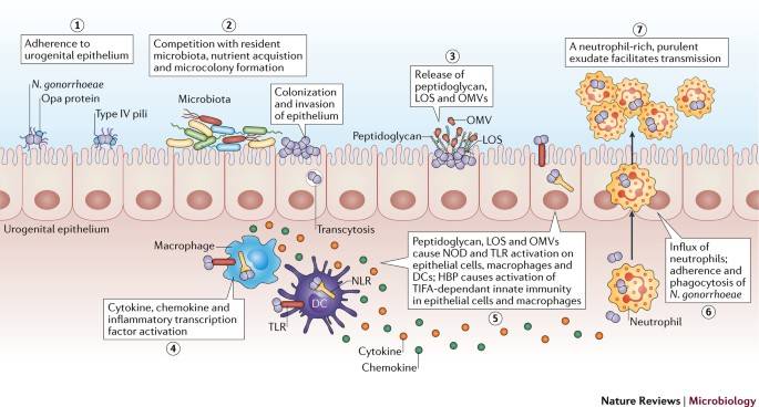Figura 1 - Neisseria meningitidis: breve overview