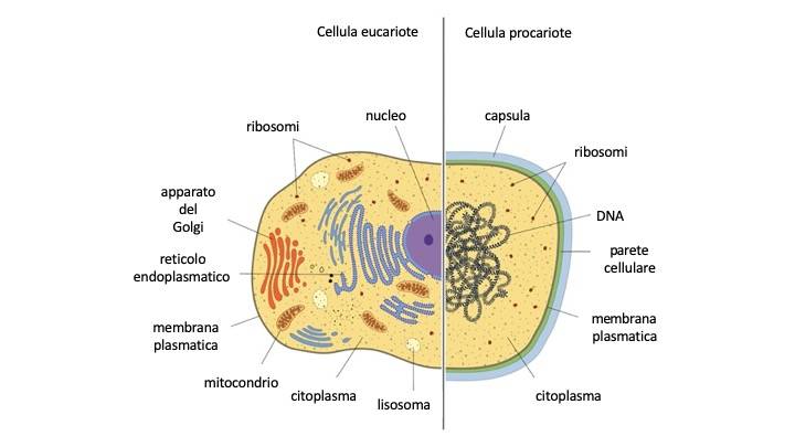 Figura 3 - Differenze tra procarioti ed eucarioti. Fonte: https://www.microbiologiaitalia.it