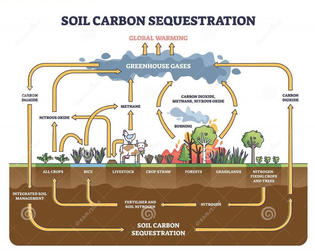 Sequestro del carbonio nel suolo con diagramma di assorbimento dei gas serra, etichettato con riduzione di CO2 nell'illustrazione vettoriale del metodo a terra.