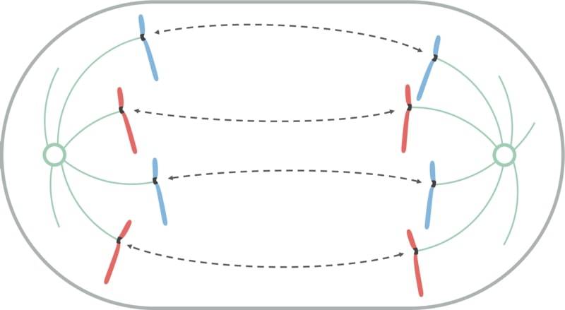 Mitosi, anafase: i cromatidi fratelli si sono staccati ma ognuno di loro continua ad avere con sè una parte di cinetocore, il quale gli permetterà di risalire, con l'aiuto dei microtubuli, verso uno dei poli della cellula. 