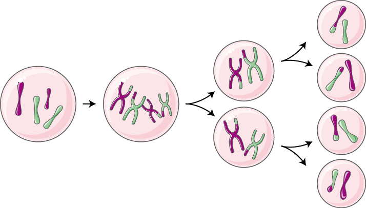 Schema della meiosi