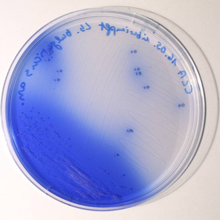China blue lactose agar