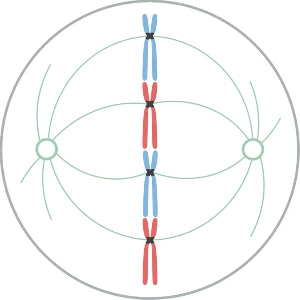 Mitosi, metafase: i cromosomi sono al massimo della loro condensazione e ben visibili mentre, disposti ordinatamente lungo il piano equatoriale della cellula, formano la "piastra metafasica"