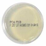 PCA agar