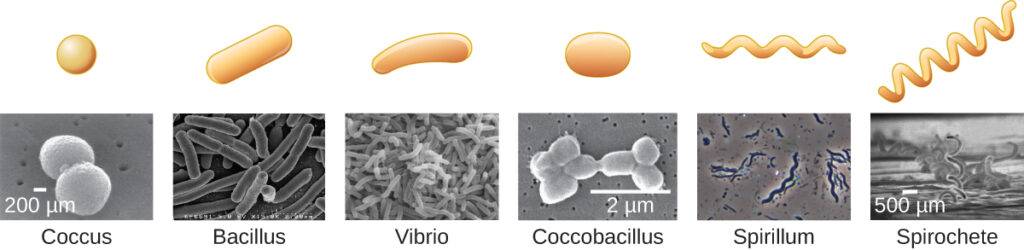 Classificazione morfologica dei batteri
