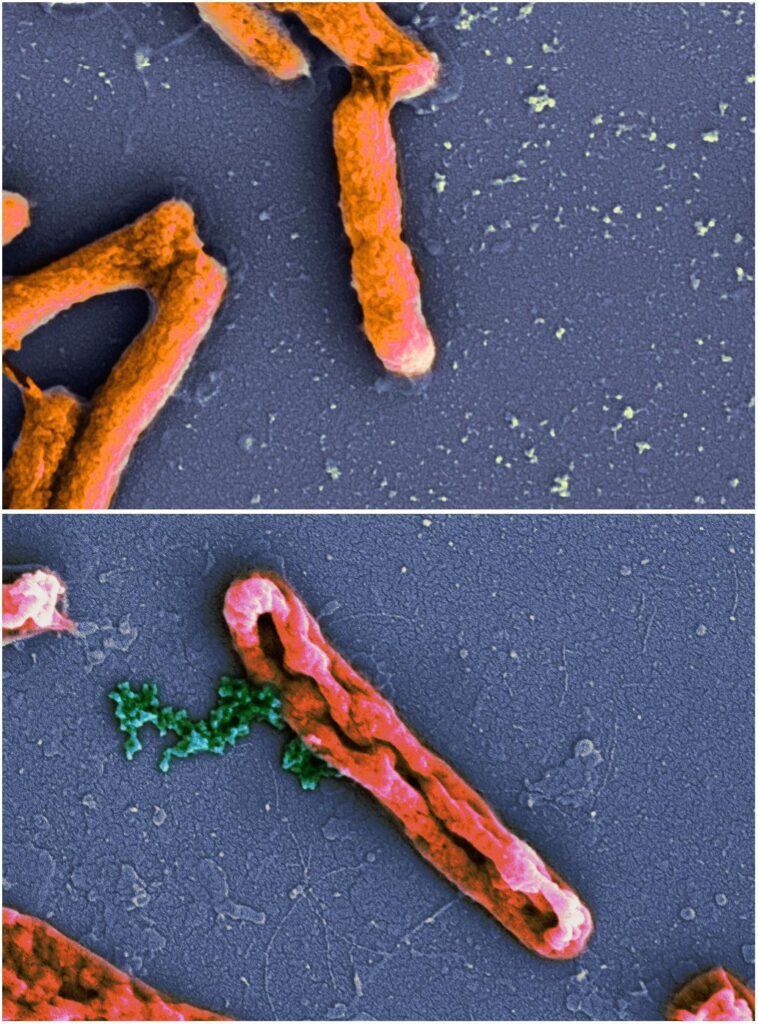 peptide antimicrobico NN2_0050 e Escherichia coli