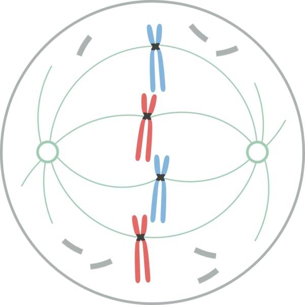 prometafase mitotica: in nero i centromeri che tengono uniti i cromatidi fratelli e che ora permettono l'aggancio dei microtubuli (in verde) del fuso mitotico; in grigio e frammentata la membrana cellulare.