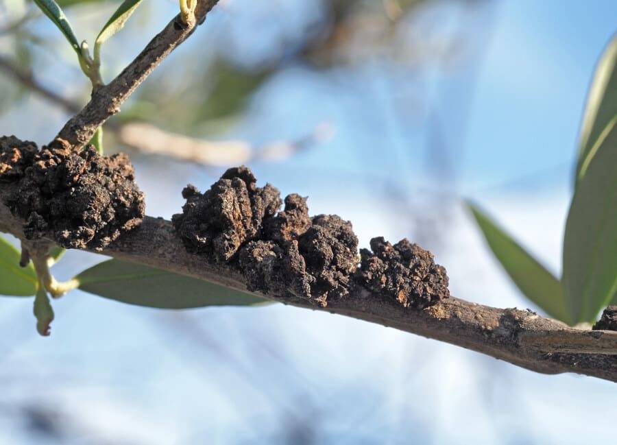 Malattia dell'olivo: Escrescenza tipica da Rogna dell'olivo