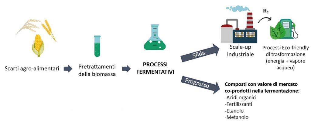 Passaggi schematizzati del processo fermentativo per la produzione di bio-idrogeno.