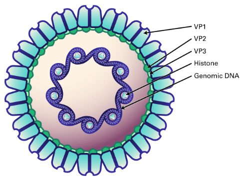 struttura polyomavirus 