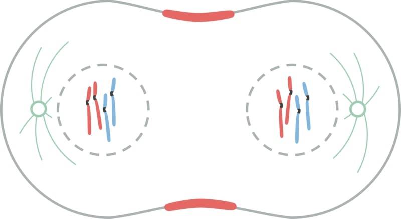 Mitosi, telofase: i cromosomi iniziano la loro despiralizzazione, mentre attorno si vanno riformando le membrane nucleari; il fuso mitotico va dissolvendosi e l'anello di actina (in rosso) va contraendosi. 