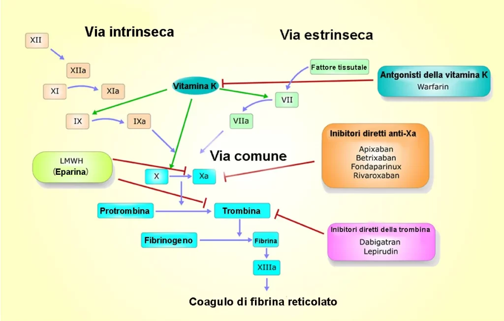 Cascata coagulativa e sede azione degli anticoagulanti