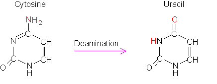 deaminazione della citosina: un esempio di mutazioni chimiche spontanee