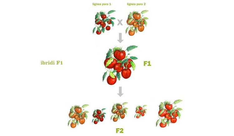 incrociando due piante di pomodoro omozigoti si ottiene un eterozigote (F1) che produce frutti più grandi e rossi. Questo è un esempio di vigore dell'ibrido. La depressione di consanguineità si vede già dopo la prima autofecondazione della pianta eterozigote. Le piante di pomodoro che si ottengono producono frutti più piccoli e meno succosi.