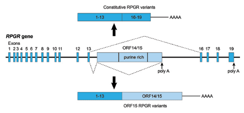 Figure 2-Schematic representations of the RPGR gene with constitutive and ORF15 messenger RNA splice variants [retinatoday.com]