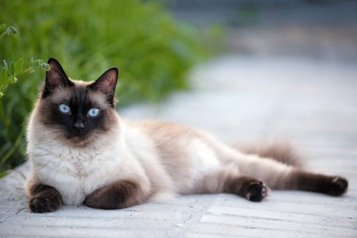 il manto del gatto siamese è caratterizzato dalla presenza di parti del corpo più scure, come le zampe, il muso, le orecchie, la coda e, se maschio, i testicoli.