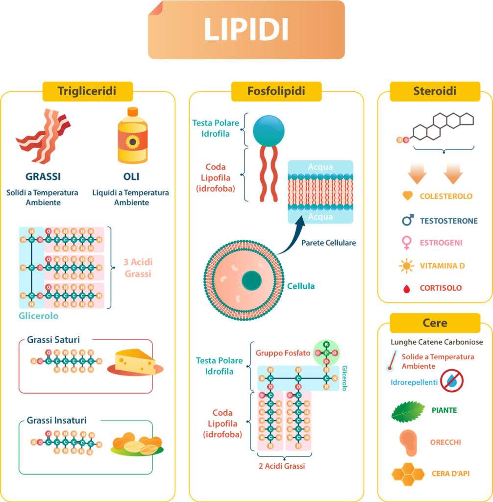 Figura 3: i lipidi, tipologie e strutture correlate [Fonte: https://www.prezzisalute.com/Alimenti-Cucina/Lipidi.html]