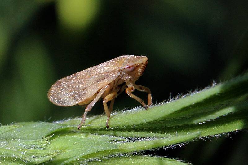 Philaenus spumarius, o sputacchina, principale insetto vettore di Xylella fastidiosa