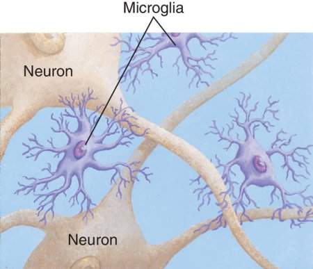 Figura 6: la Microglia, cellule immunitarie del tessuto nervoso [Fonte:https://www.alzheimer-riese.it/contributi-dal-mondo/esperienze-e-opinioni/9110-microglia-cellule-immunitarie-che-proteggono-il-cervello-dalle-malattie-ma-che-possono-anche-causarle]