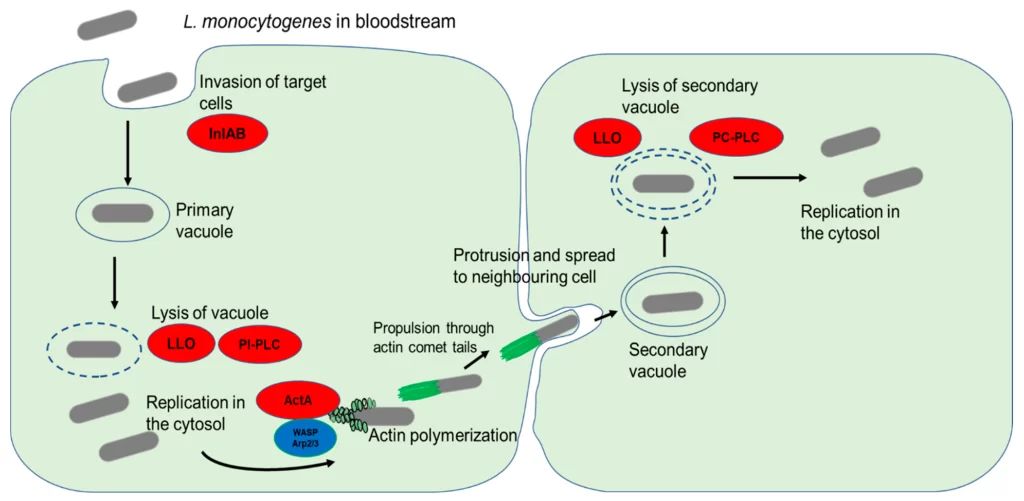 Patogenesi di Listeria monocytogenes, il cosiddetto "batterio del frigorifero"