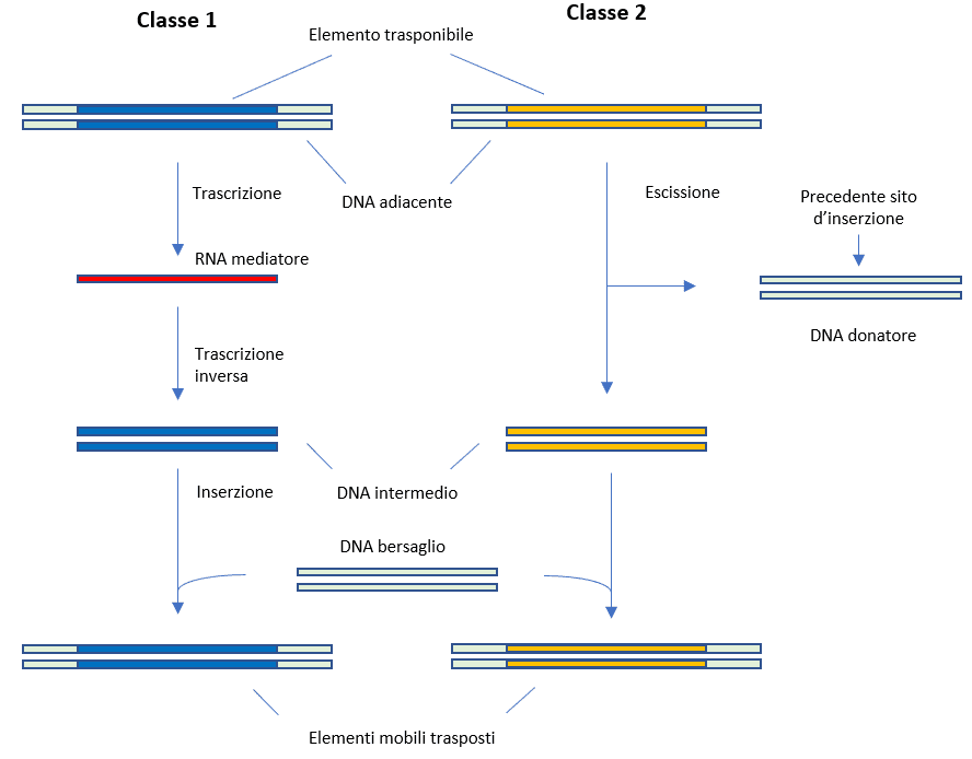 Meccanismi di trasposizione eucariotici di classe 1 e classe 2