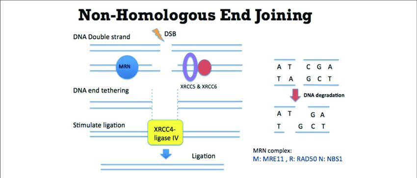 ulteriore meccanismo di riparazione del DNA e che prevede eventi di ricombinazione genetica