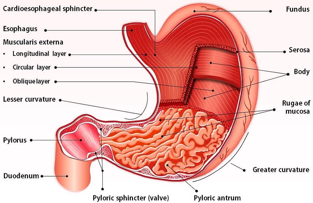 Figura 1 - Anatomia dello stomaco - microbiota gastrico