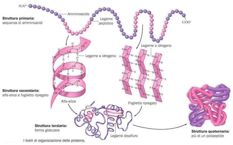 Figura 4: La struttura delle proteine, dalla catena amminoacidica che le compone fino alla struttura complessa che assumono nello spazio. [Fonte: https://www.chimica-online.it/organica/struttura-delle-proteine.htm]