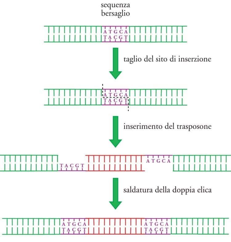 trasposizione