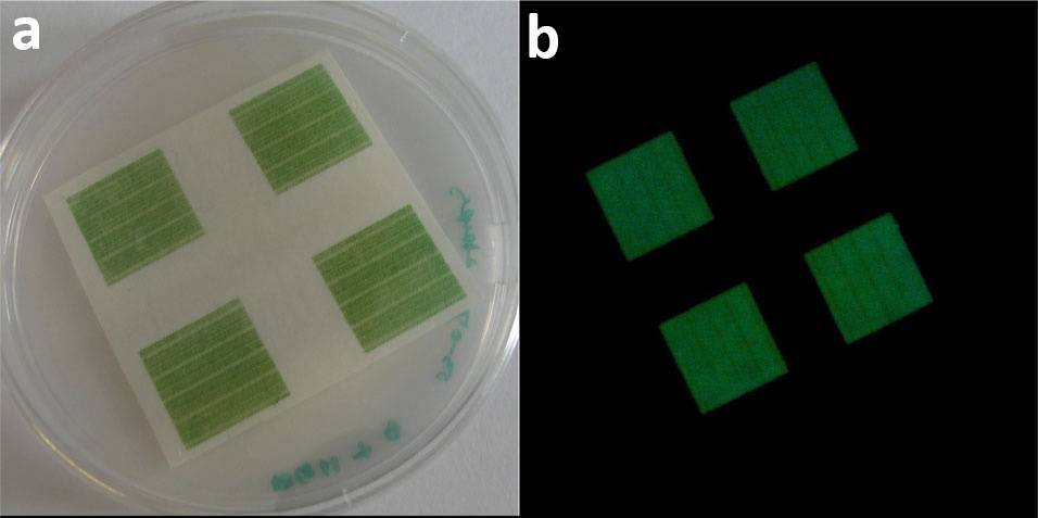 Stampa di cellule di Synechocystis dopo 3 giorni di incubazione (a) e fluorescenza emessa dalla clorofilla a dimostrazione della funzionalità dei fotosistemi (b).