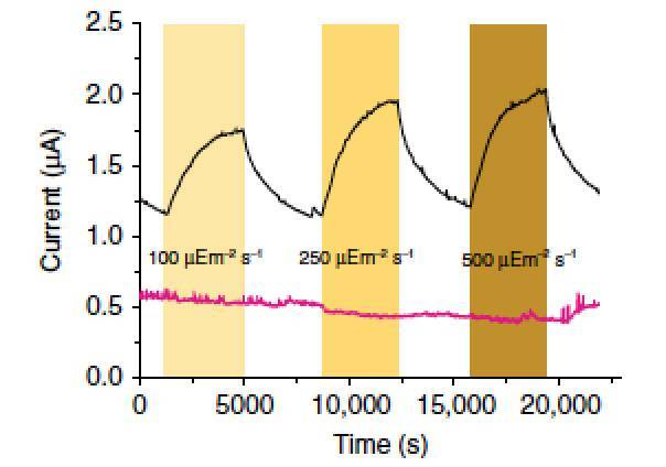 Output di corrente nella cella bio-fotovoltaica a tre differenti intensità luminose. La linea nera rappresenta l'output del sistema a cellule stampate, mentre la linea magenta rappresenta l'output del sistema convenzionale