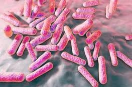 Propionibacterium acnes, il batterio dell'acne