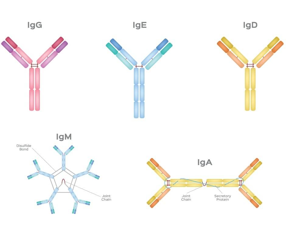 Immunoglobuline