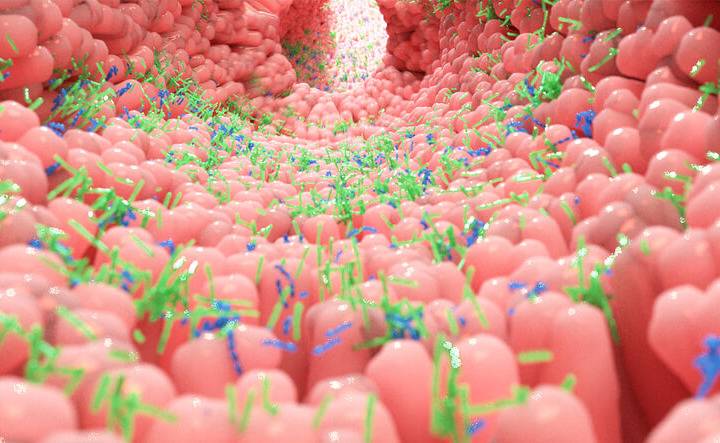 Figura 2 – Rappresentazione 3D del microbiota intestinale Fonte : [fondazioneveronesi.it] - Antibiotici: cosa non fare se li si assume