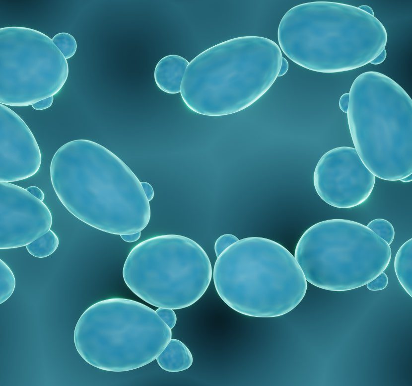 Figura 3 - Saccharomyces boulardii Fonte :[https://www.codexintestino.it] - Antibiotici: cosa non fare se li si assume