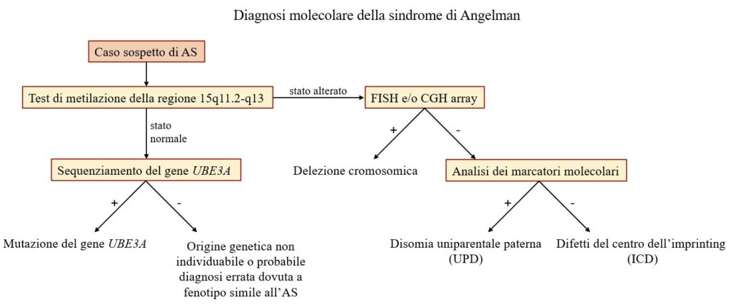 Percorso diagnostico della Sindrome di Angelman