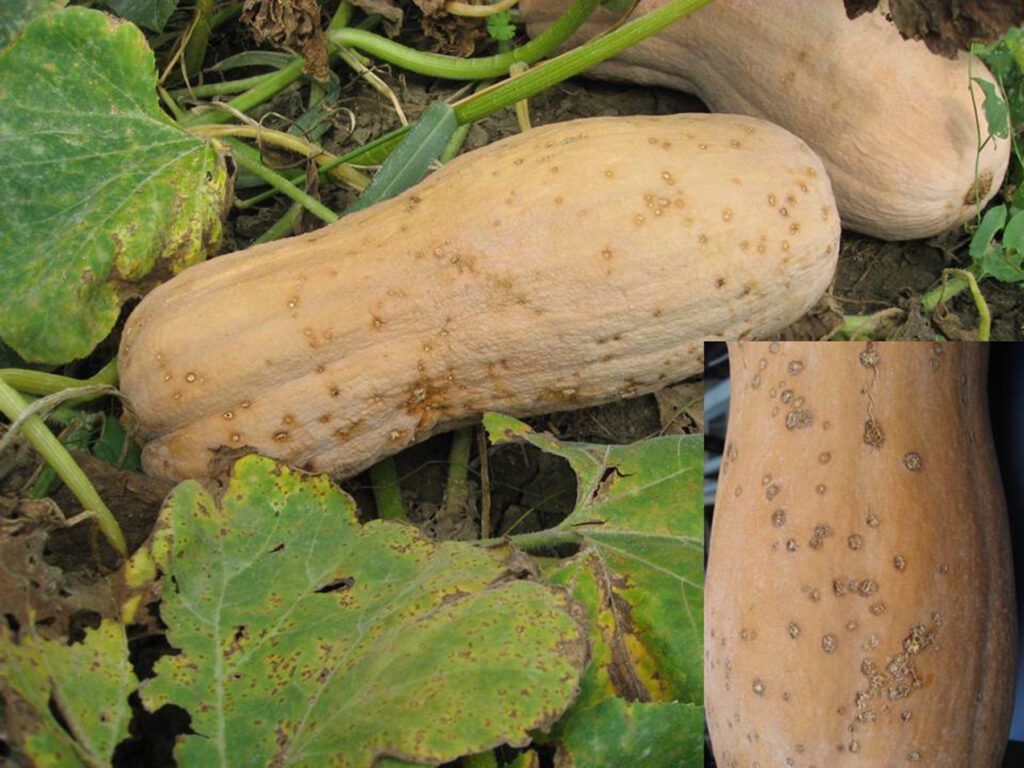 Zucca affetta da X. cucurbitae, caratterizzata da notevoli lesione necrotiche a carico del frutto