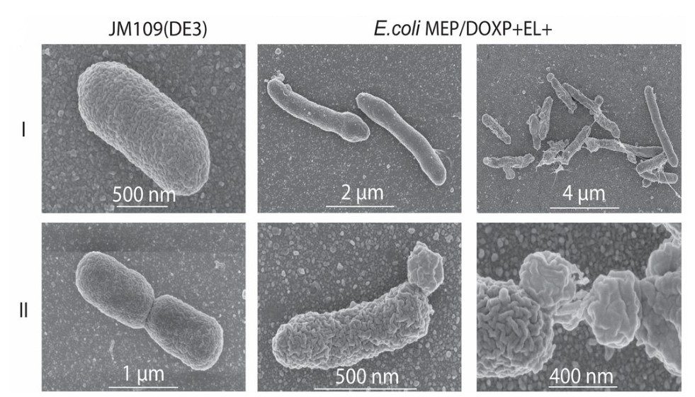 Il modello del microrganismo LUCA. Con JM109(DE3) si indica E.coli wild type, mentre per E.coli MEP/DOXP+EL+ si indica il ceppo batterico ibrido. Nelle immagini I vediamo come la forma e la lunghezza batterica sia alterata. Le figure II mostrano che la divisione celulare nell'ibrido è aberrante, inoltre si formano dei rigonfiamenti. Immagini ottenute tramite microscopio elettronico a scansione (SEM).