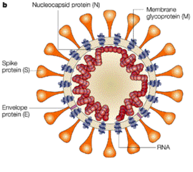 Struttura del virus SARS-CoV 