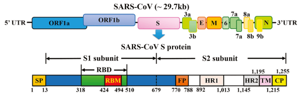 Organizzazione del genoma e del dominio S del virus SARS-CoV 