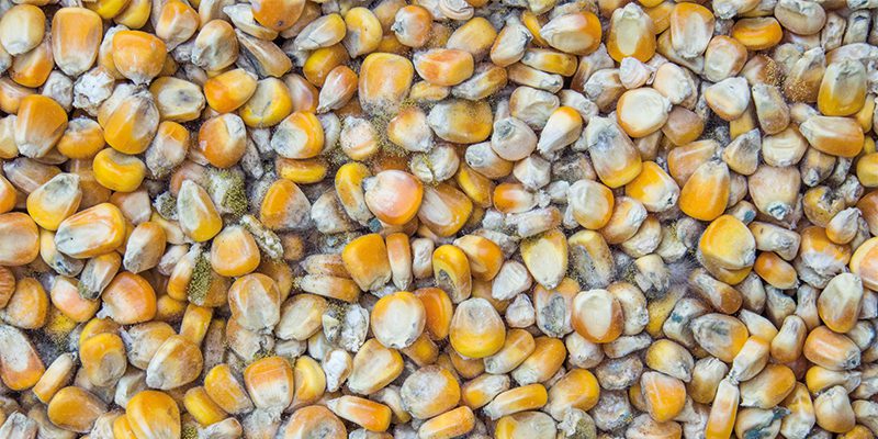 Tra i cibi che possono contenere aflatossine citiamo: cereali, legumi, semi e derivati, latte e carne. Il mais è in assoluto tra le coltivazioni maggiormente soggette alla contaminazione. 