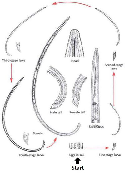 Ciclo vitale di Xiphinema spp.