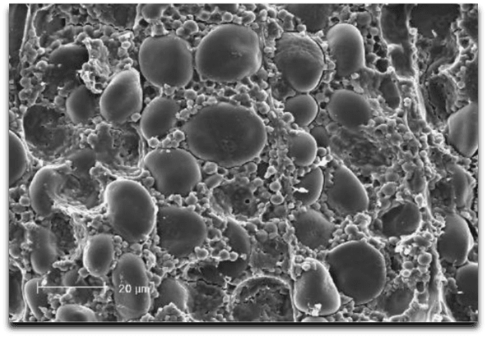 Saccarificazione - Osservazione al microscopio elettronico di granuli di amido d'orzo immersi in una matrice proteica.
