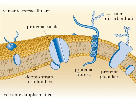 Figura 1 - Membrana plasmatica Adattamento omeoviscoso