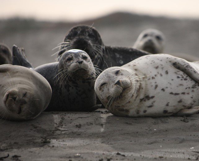 Esemplari di foca comune (Phoca vitulina), la specie maggiormente colpita durate le epidemie di Phocine Distemper Virus.