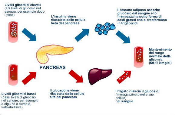 Regolazione della glicemia grazie all’azione antagonista degli ormoni pancreatici

