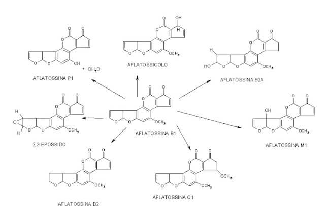 Alcune tipologie di aflatossine