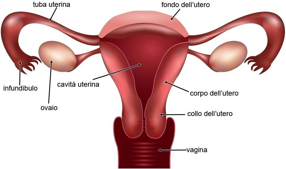 ambiente uterino sterile: tratto uterino