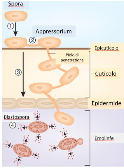 Il meccanismo di infezione utilizzato dai funghi entomopatogeni